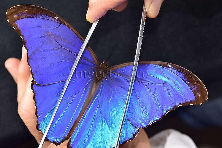 Morpho godartii tingomariensis A1 ♂ ABERRATION* RARE BLACK APEX