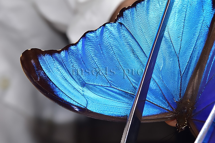 Morpho godartii tingomariensis A1 ♂ ABERRATION* RARE BLACK APEX - Image 5