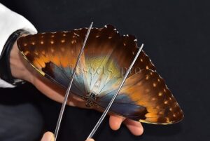 Morpho cisseis jeannoti A1 ♀ OCHREOUS