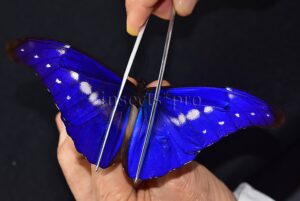 Morpho rhetenor ssp. A1 ♂ "PARADISIACA"