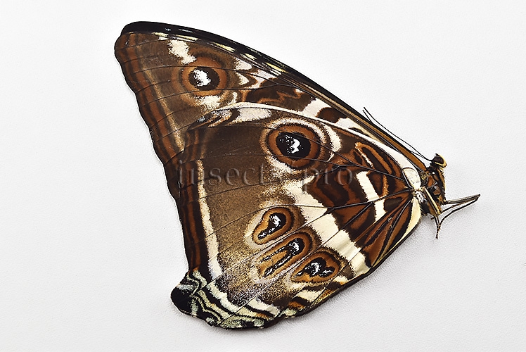 Morpho cisseis gahua f. gahua A1 ♂ BLUE FORM - Image 2