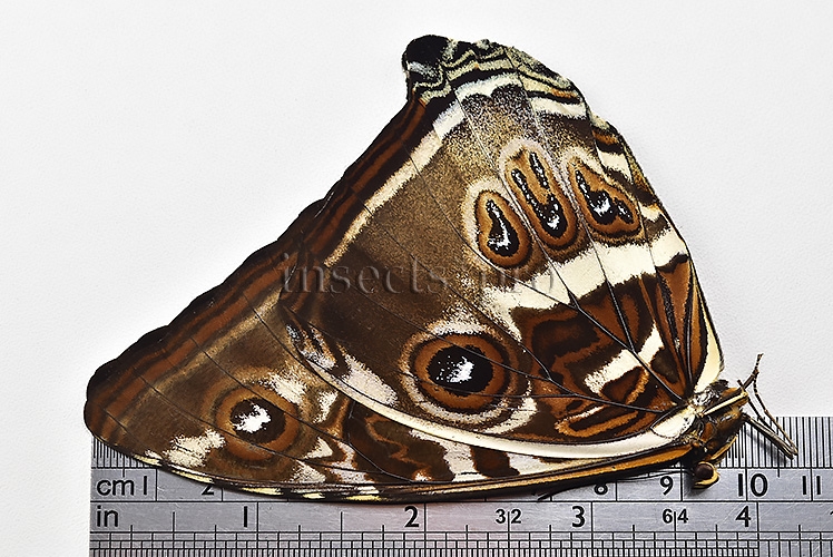 Morpho cisseis gahua f. gahua A1 ♂ BLUE FORM - Image 3