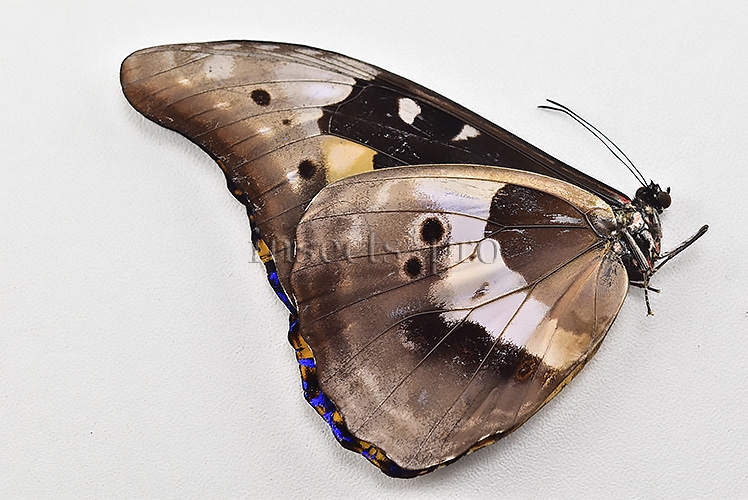 Morpho rhetenor helena A1 *GYNANDROMORPH* ⚥ HUGE MOSAIC GYNANDROMORPH* abdomen included - Image 2