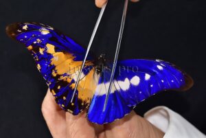 Morpho rhetenor helena A1 *GYNANDROMORPH* ⚥ HUGE MOSAIC GYNANDROMORPH* abdomen included