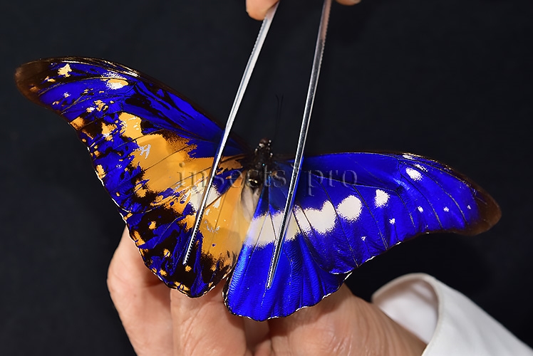 Morpho rhetenor helena A1 *GYNANDROMORPH* ⚥ HUGE MOSAIC GYNANDROMORPH* abdomen included
