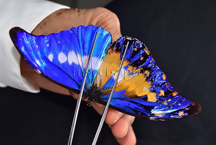 Morpho rhetenor helena A1 *GYNANDROMORPH* ⚥ HUGE MOSAIC GYNANDROMORPH* abdomen included - Image 4