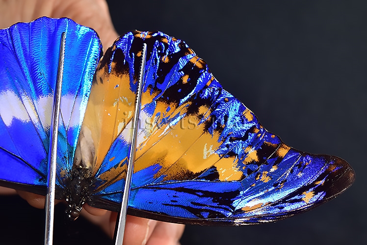 Morpho rhetenor helena A1 *GYNANDROMORPH* ⚥ HUGE MOSAIC GYNANDROMORPH* abdomen included - Image 5