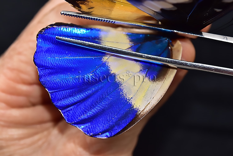 Morpho rhetenor helena A1 *GYNANDROMORPH* ⚥ HUGE MOSAIC GYNANDROMORPH* abdomen included - Image 6