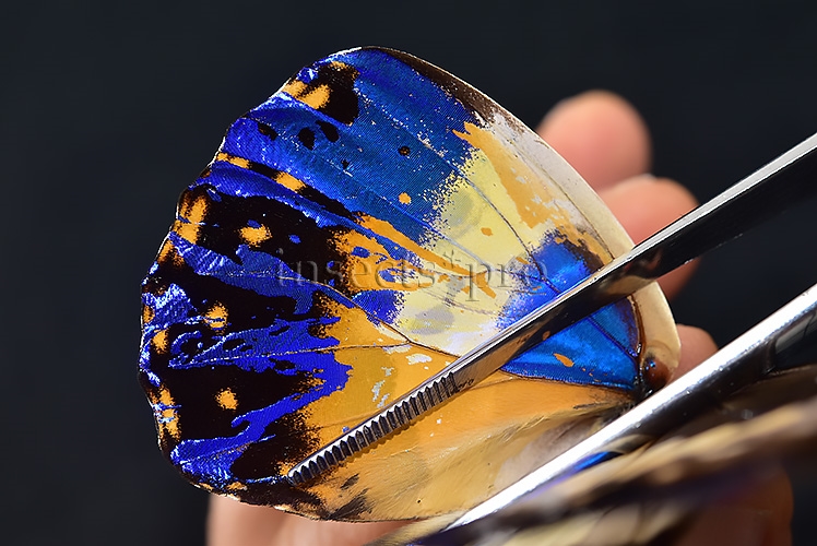 Morpho rhetenor helena A1 *GYNANDROMORPH* ⚥ HUGE MOSAIC GYNANDROMORPH* abdomen included - Image 7