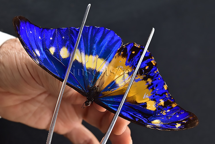 Morpho rhetenor helena A1 *GYNANDROMORPH* ⚥ HUGE MOSAIC GYNANDROMORPH* abdomen included - Image 8