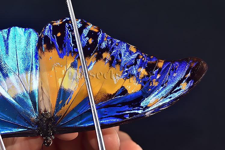 Morpho rhetenor helena A1 *GYNANDROMORPH* ⚥ HUGE MOSAIC GYNANDROMORPH* abdomen included - Image 9