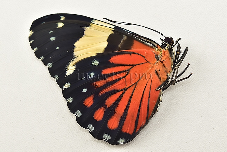 :::BULK SALE:::: Hamadryas amphinome amphinome A1 ♂ RED CRACKER - Image 2