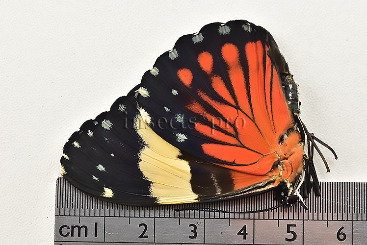 :::BULK SALE:::: Hamadryas amphinome amphinome A1 ♂ RED CRACKER - Image 3