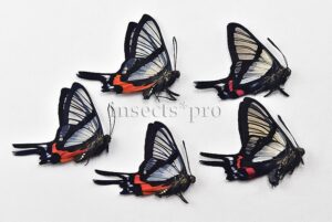 Chorinea sp. A1 ♂ GRATIOSA OR SYLPHINA? SET of 5 sp.