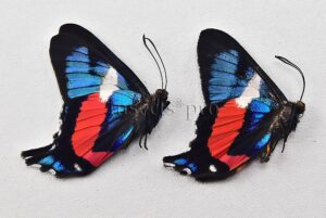 :::BULK SALE:::: Ancyluris formosissima venerabilis A1 ♂