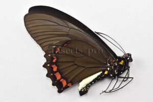 :::BULK SALE:::: Battus belus varus A1 ♂