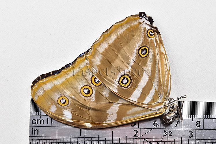 :::BULK SALE:::: Morpho eugenia uraneis A1/A1- ♂ GOOD PRICE - Image 2