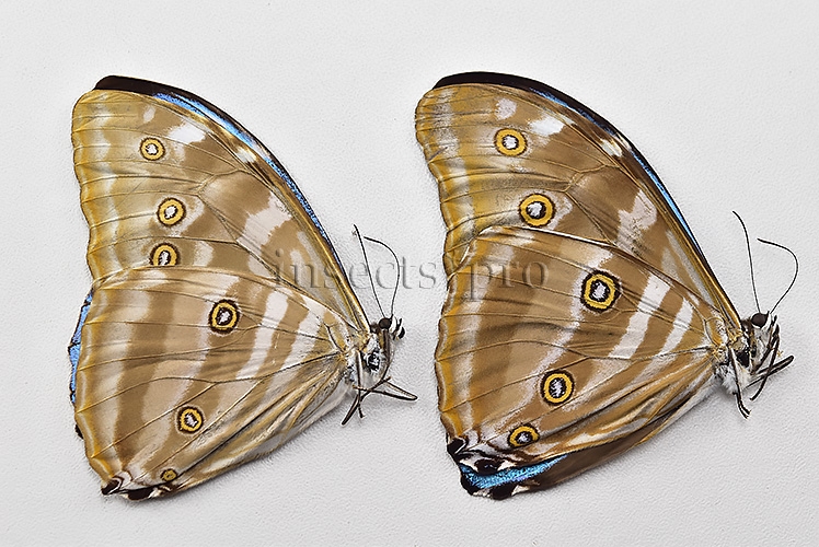 :::BULK SALE:::: Morpho eugenia uraneis A1/A1- ♂ GOOD PRICE - Image 3