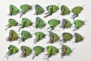 Thecla sp. A1 ♂♀ MIXED GREEN SPECIMENS SET of 23 sp.