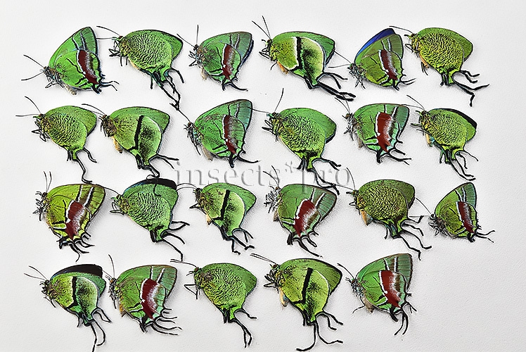 Thecla sp. A1 ♂♀ MIXED GREEN SPECIMENS SET of 23 sp. - Image 2