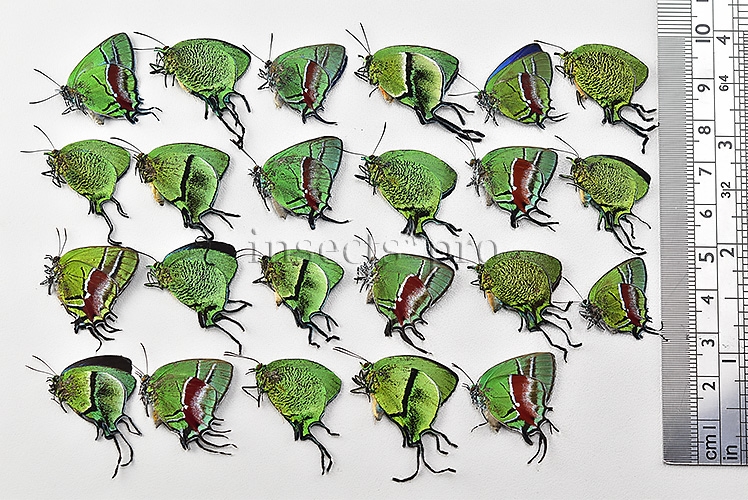 Thecla sp. A1 ♂♀ MIXED GREEN SPECIMENS SET of 23 sp. - Image 3