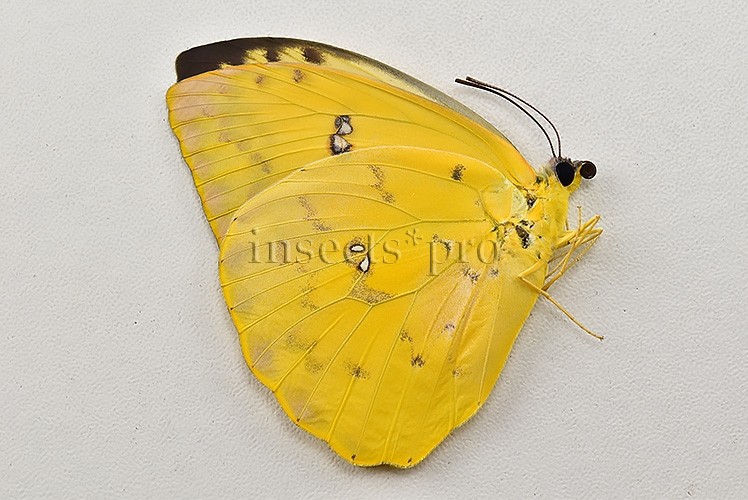 Phoebis philea philea A1 ♀ ORANGE-BARRED SULFUR - Image 2