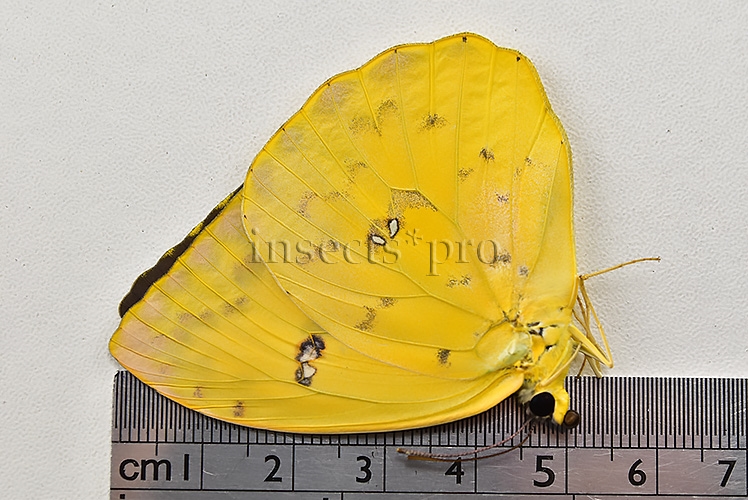 Phoebis philea philea A1 ♀ ORANGE-BARRED SULFUR - Image 3