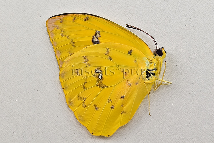 Phoebis philea philea A1 ♀ ORANGE-BARRED SULFUR - Image 2