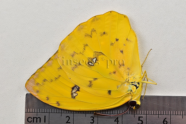 Phoebis philea philea A1 ♀ ORANGE-BARRED SULFUR - Image 3