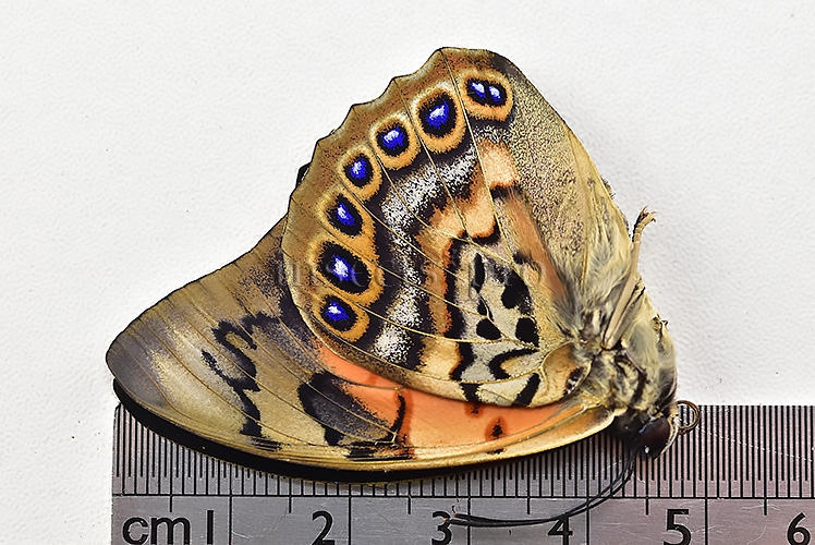 Agrias claudina lugens x Prepona sp. A1 ♂ - Image 2