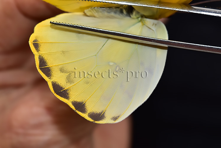 Phoebis philea philea A1 ♀ ORANGE-BARRED SULFUR - Image 4