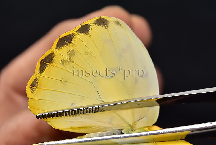 Phoebis philea philea A1 ♀ ORANGE-BARRED SULFUR - Image 5