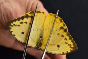 Phoebis philea philea A1 ♀ ORANGE-BARRED SULFUR