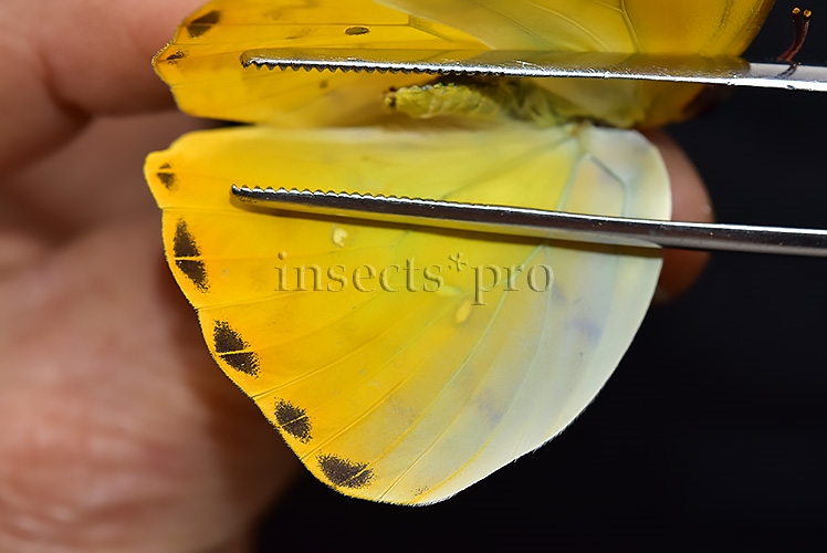 Phoebis philea philea A1 ♀ ORANGE-BARRED SULFUR - Image 4