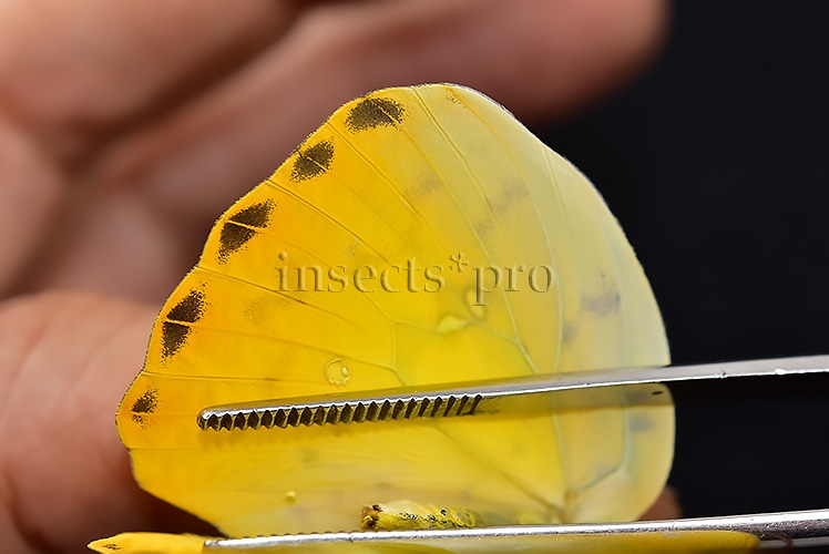 Phoebis philea philea A1 ♀ ORANGE-BARRED SULFUR - Image 5