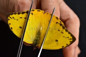 Phoebis philea philea A1 ♀ ORANGE-BARRED SULFUR