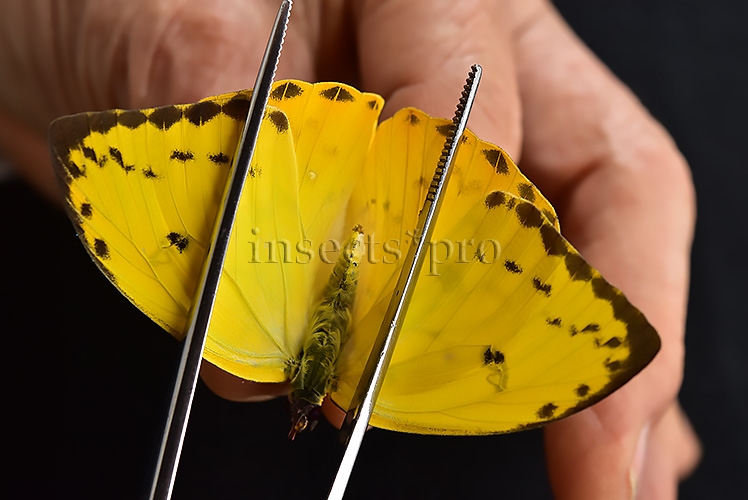 Phoebis philea philea A1 ♀ ORANGE-BARRED SULFUR