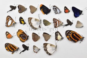 Riodinidae spp. A1 ♂♀ MIXED SPECIMENS SET of 24 sp.