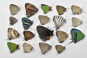 Lycaenidae spp. A1 ♂♀ MIXED SPECIMENS SET of 19 sp.