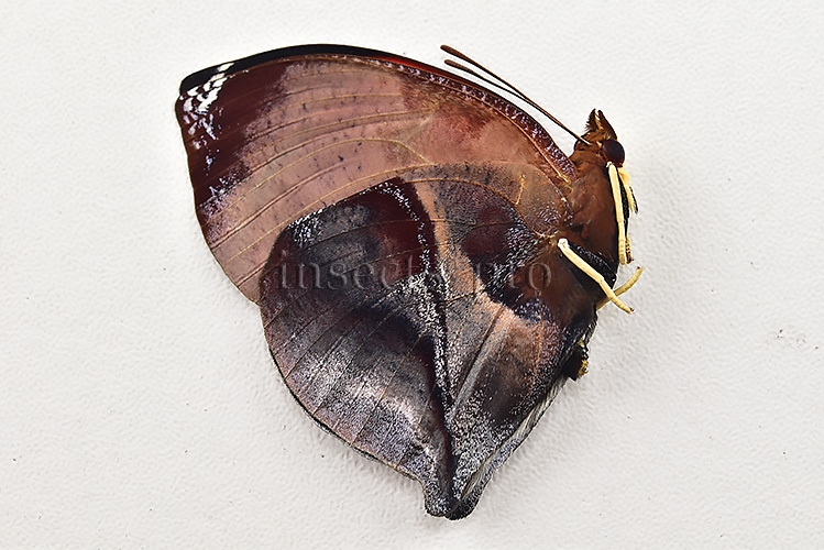 :::BULK SALE:::: Siderone marthesia A1 ♂ - Image 2