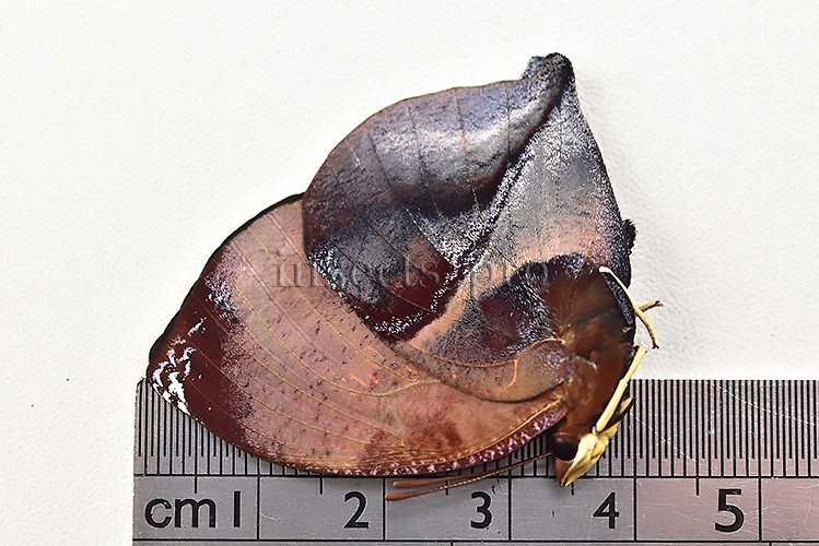 :::BULK SALE:::: Siderone marthesia A1 ♂ - Image 3