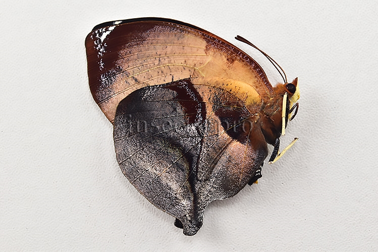 :::BULK SALE:::: Siderone marthesia A1 ♀ - Image 2