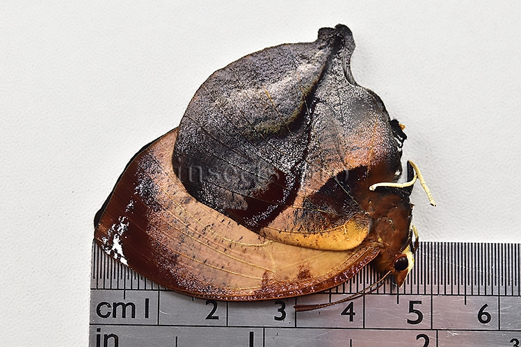 :::BULK SALE:::: Siderone marthesia A1 ♀ - Image 3