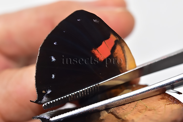 :::BULK SALE:::: Siderone marthesia A1 ♀ - Image 4