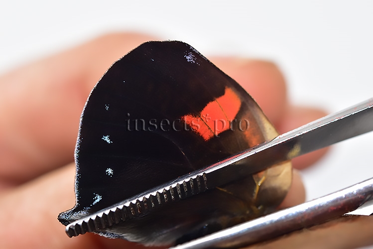 :::BULK SALE:::: Siderone marthesia A1 ♂ - Image 4