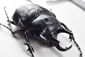 Megasoma rex A1 ♂ XXXL SIZE 129mm