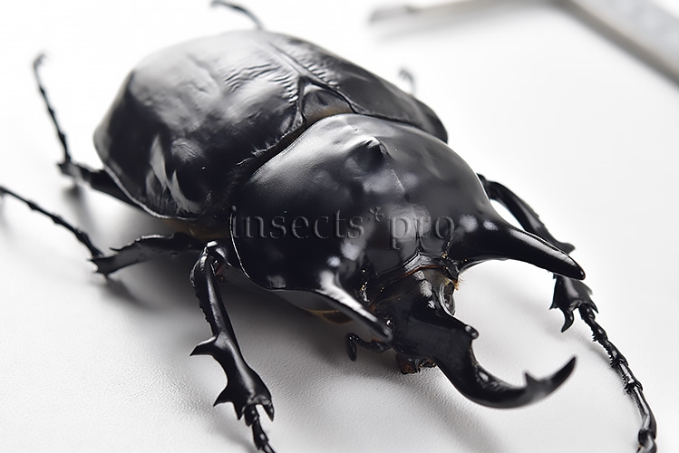 Megasoma rex A1 ♂ XXXL SIZE 129mm
