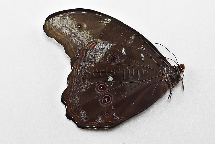 Morpho menelaus pucallpensis A1 ♂ RARE UCAYALI - Image 2
