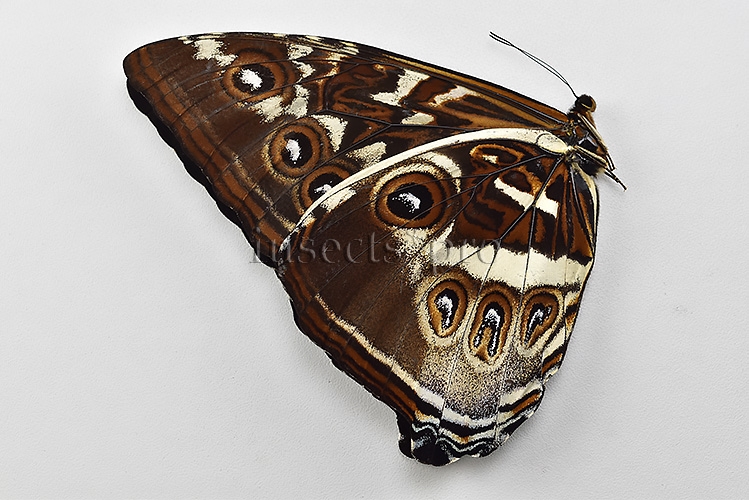 Morpho cisseis gahua f. gahua A1 ♂ BLUE - Image 2