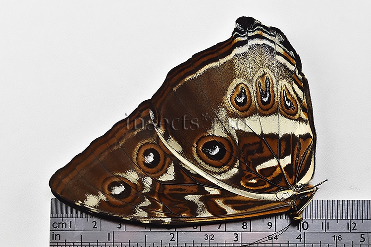 Morpho cisseis gahua f. gahua A1 ♂ BLUE - Image 3